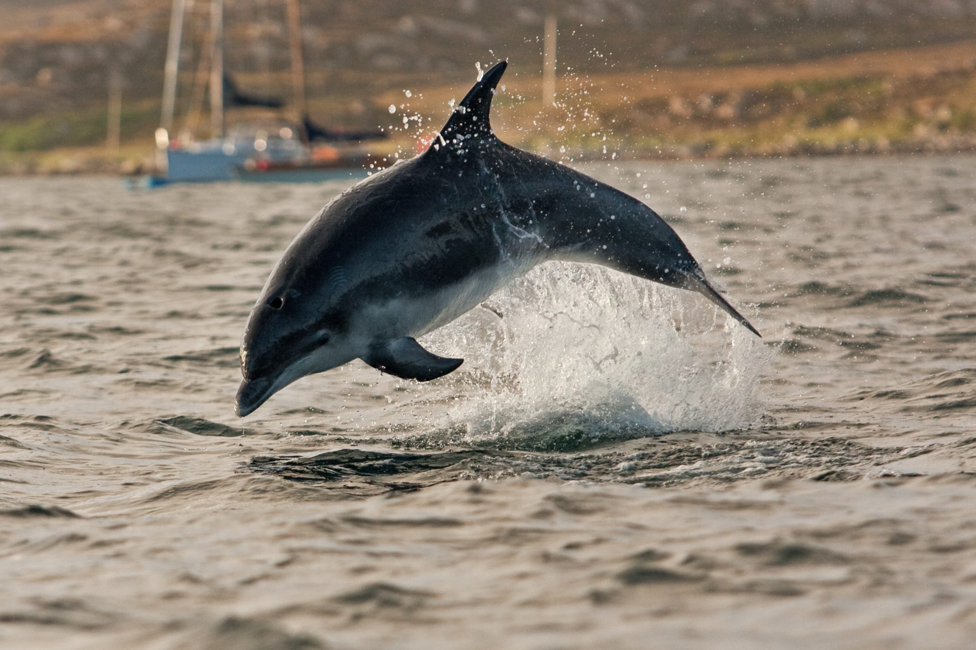 A dolphin leaps from the water