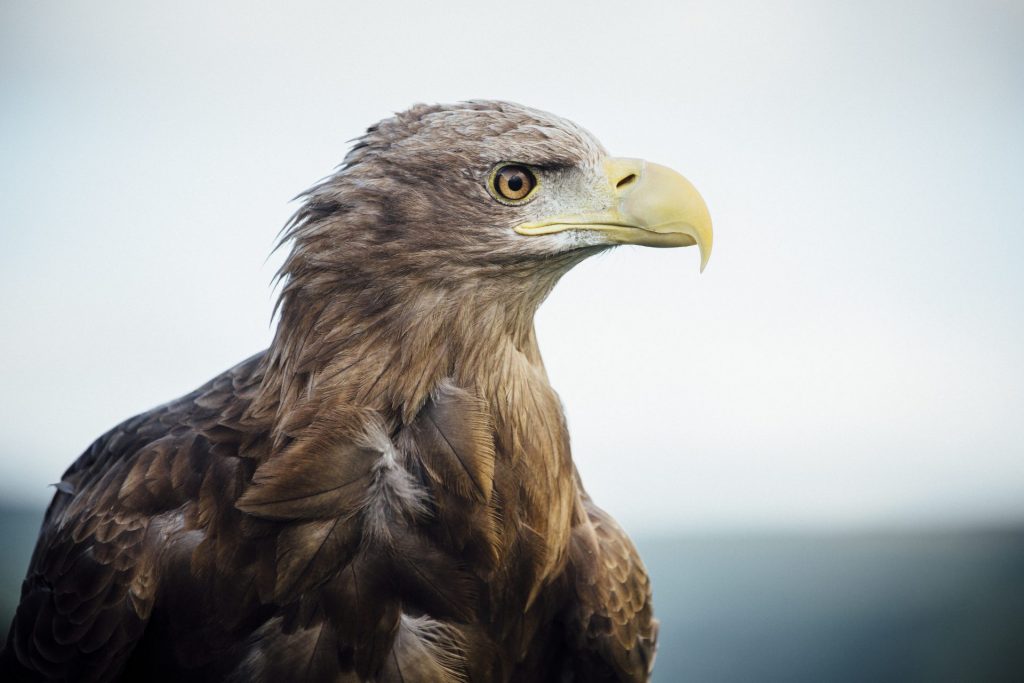 A profile image of a Golden Eagle